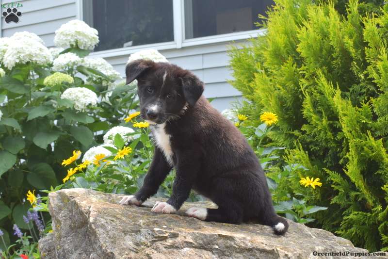 Hailey German Shepherd Mix Puppy For Sale in Pennsylvania