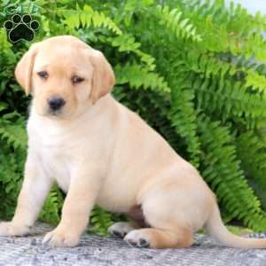 Yellow Labrador Retriever Puppies For Sale | Greenfield Puppies