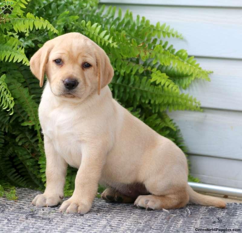 Honey - Yellow Labrador Retriever Puppy For Sale in Pennsylvania