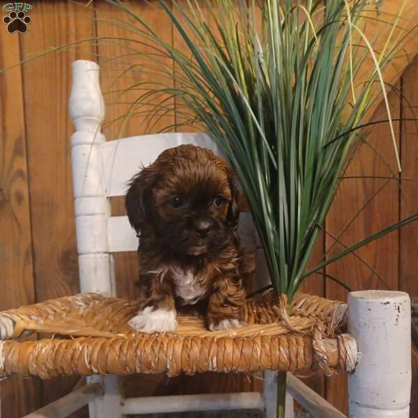 Cinnamon, Toy Poodle Mix Puppy