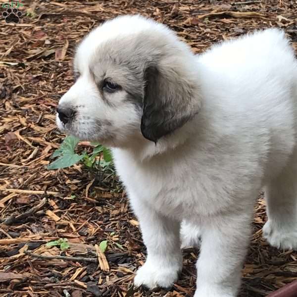 Rosy, Great Pyrenees Puppy