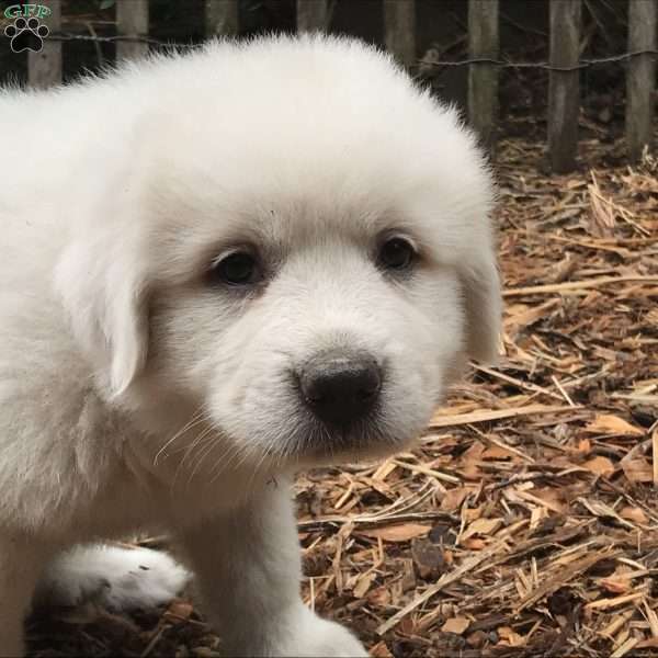 Cub, Great Pyrenees Puppy