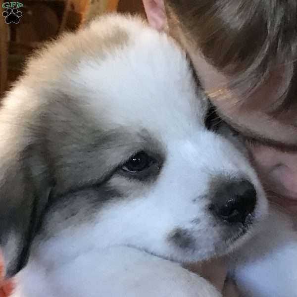 Plumpson, Great Pyrenees Puppy