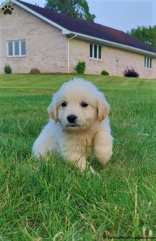 Spruce - Golden Retriever Puppy For Sale In Pennsylvania