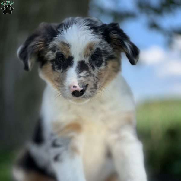 Edgar, Australian Shepherd Mix Puppy