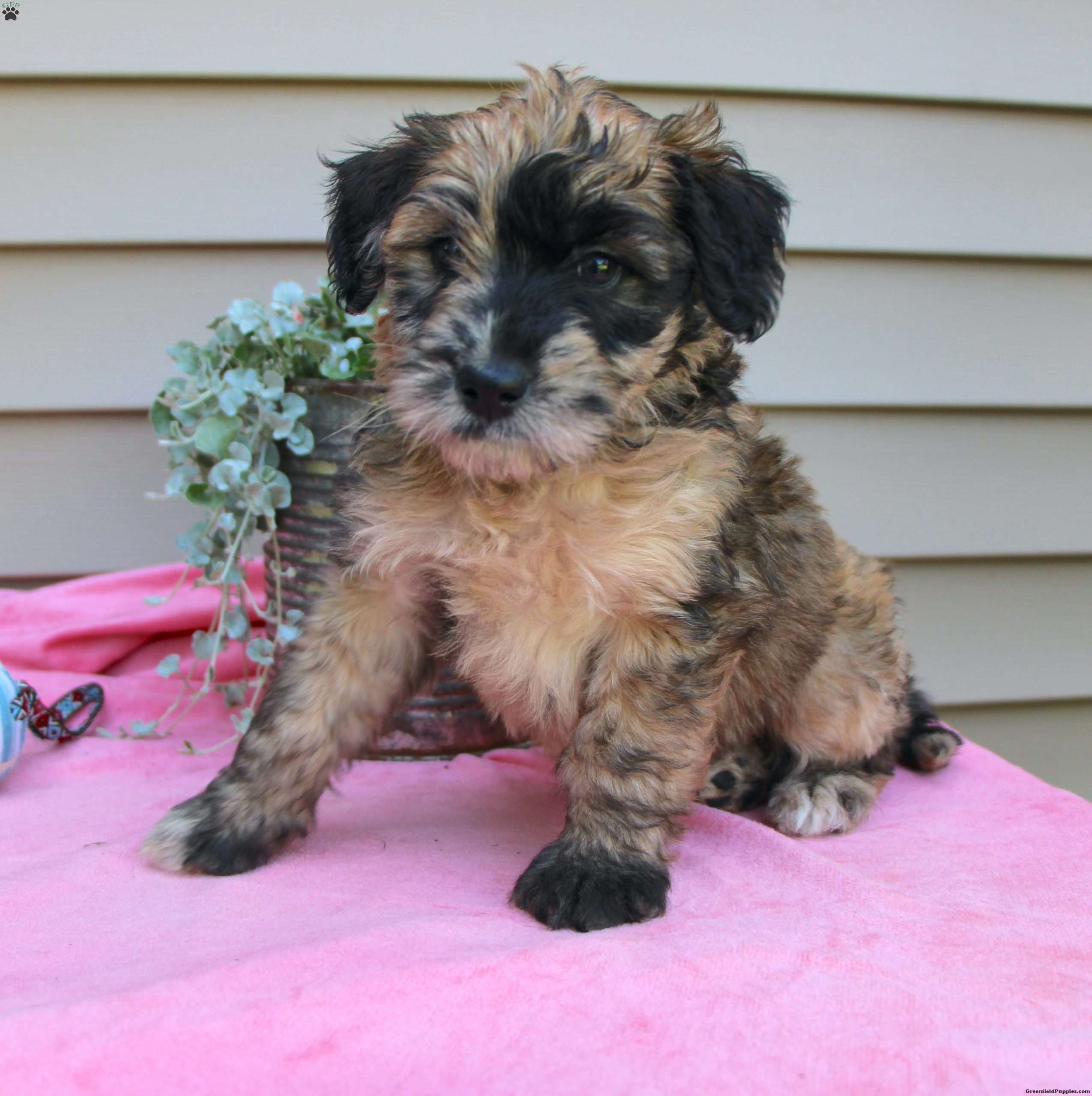 Ariel Mini Whoodle Puppy For Sale in Pennsylvania