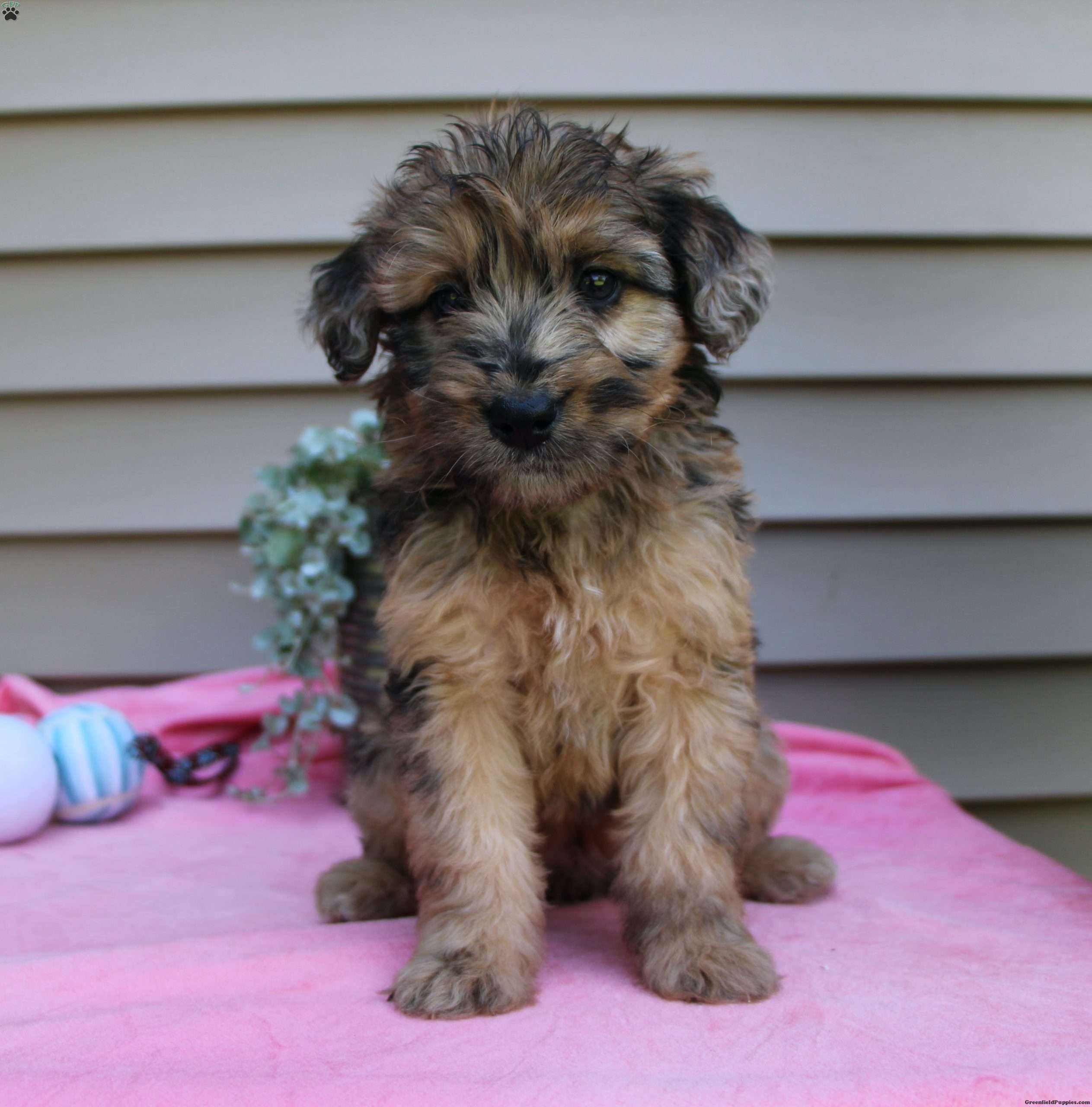 Ace Mini Whoodle Puppy For Sale in Pennsylvania