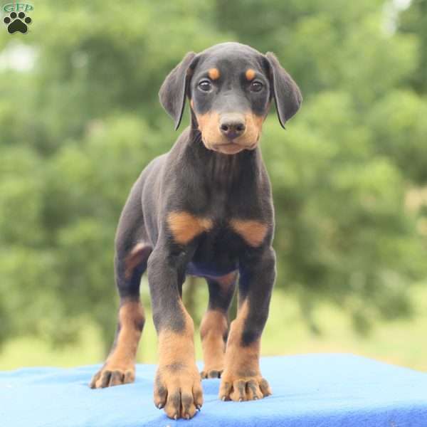 Clint - Doberman Pinscher Puppy For Sale in Pennsylvania