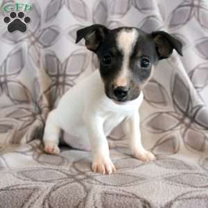 Jack Russell Terrier Puppies For Sale - Greenfield Puppies