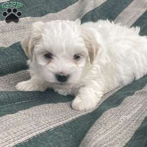 Coton de Tulear Puppies for Sale | Greenfield Puppies