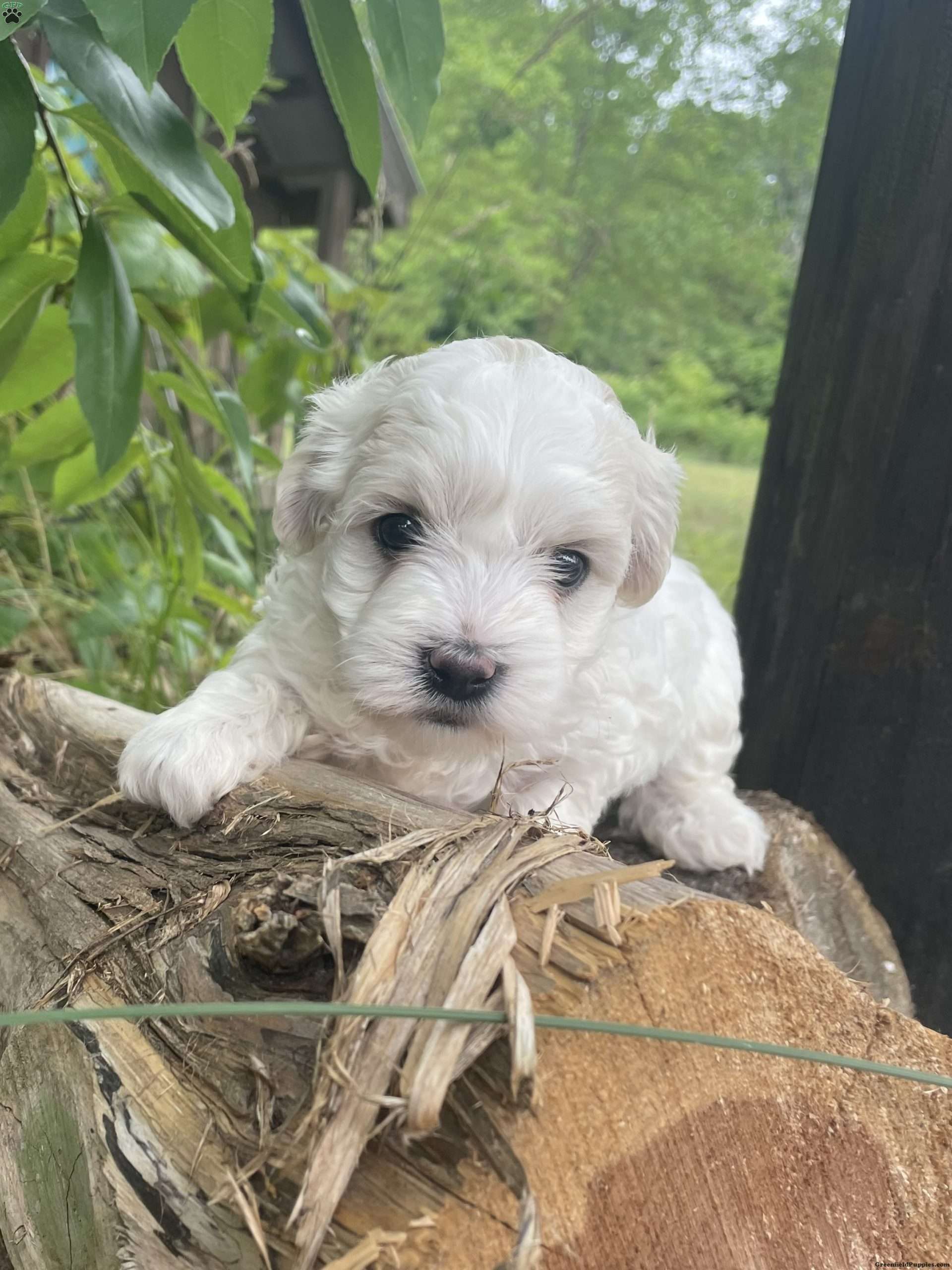 Scout Coton de Tulear Puppy For Sale in New Jersey