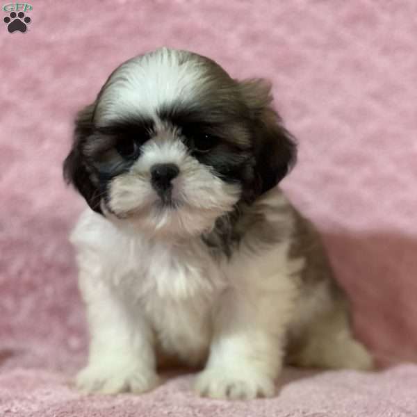 Bailey, Shih Tzu Puppy