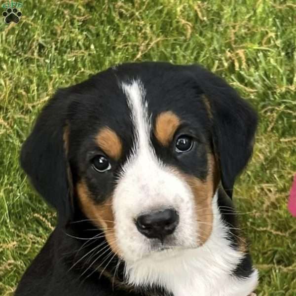 Zoey, Greater Swiss Mountain Dog Puppy