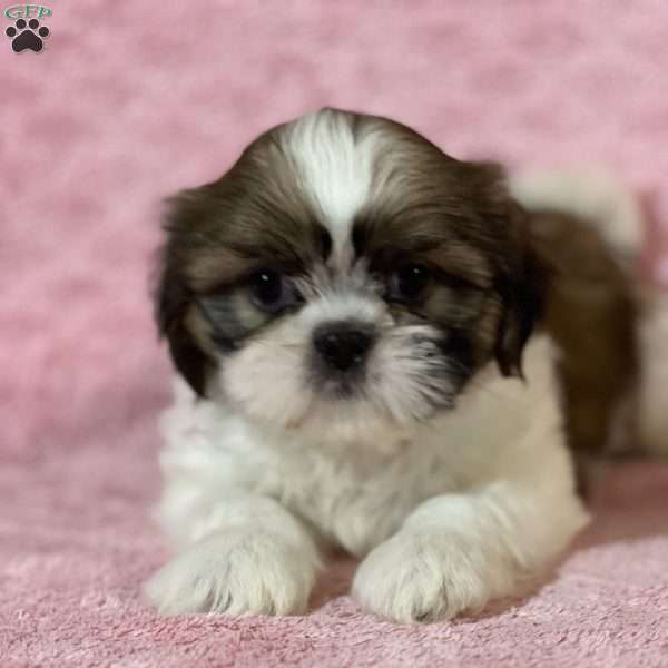Betty, Shih Tzu Puppy
