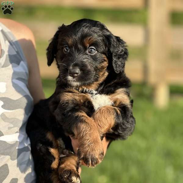 Aspen, Australian Mountain Doodle Puppy