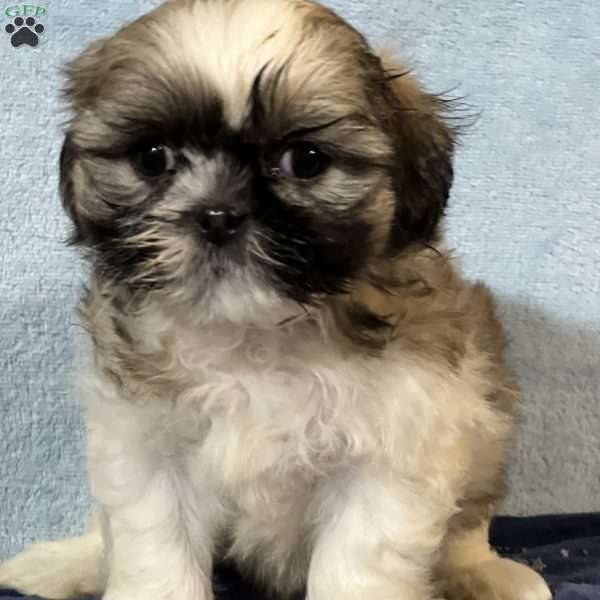 Buster, Shih Tzu Puppy
