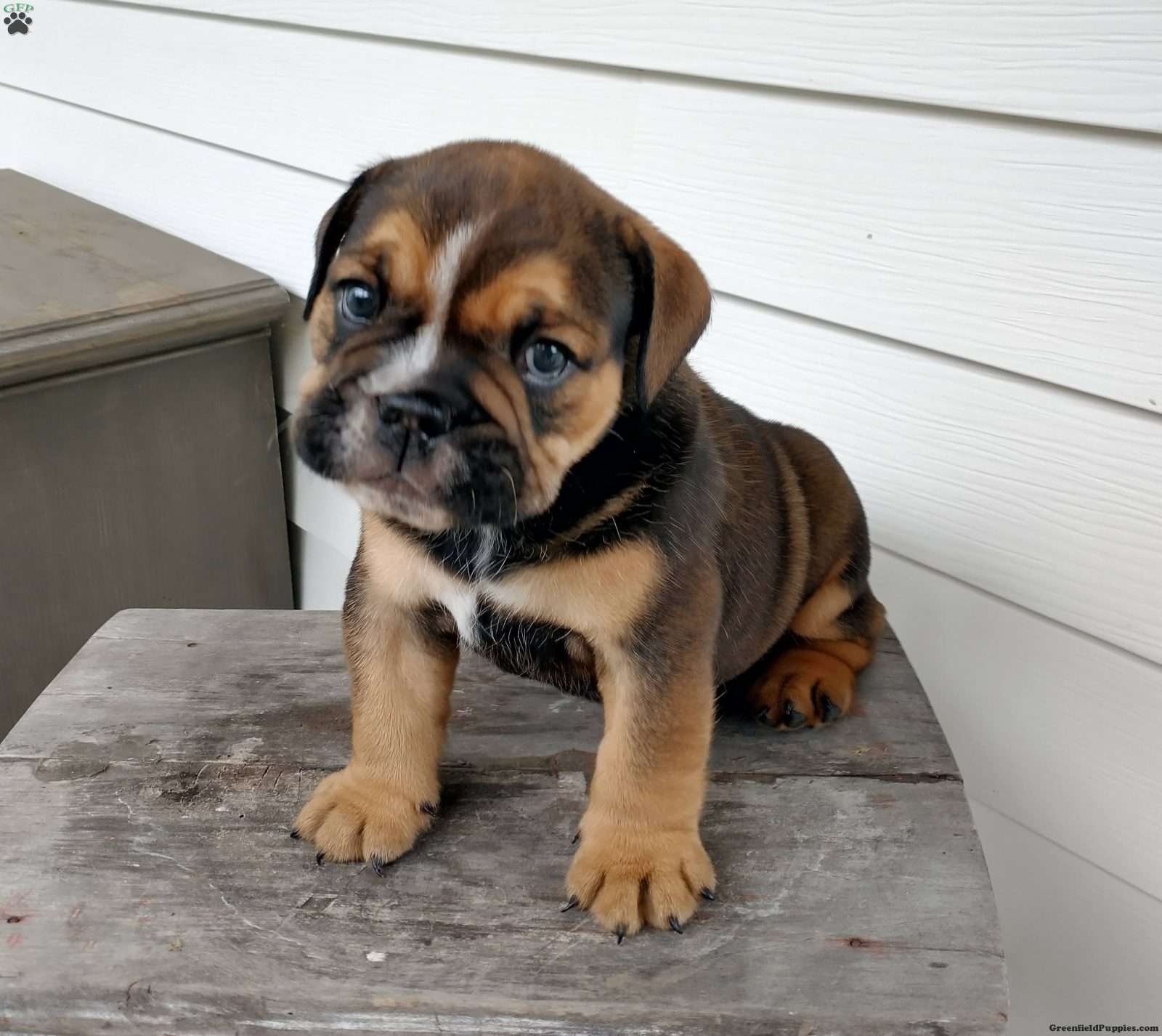 rottweiler english bulldog mix