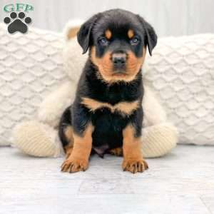 Rottweiler Puppies For Sale | Greenfield Puppies