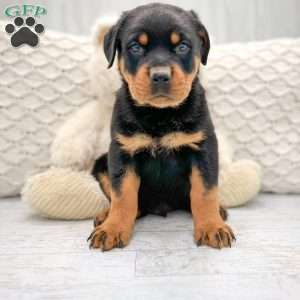 Rottweiler Puppies For Sale | Greenfield Puppies