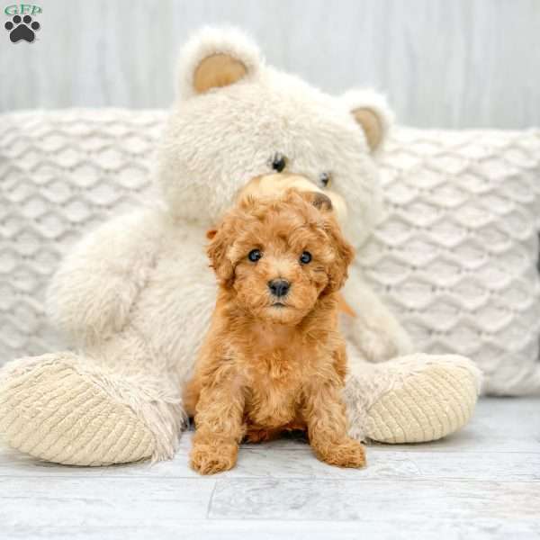 Ivy, Toy Poodle Puppy