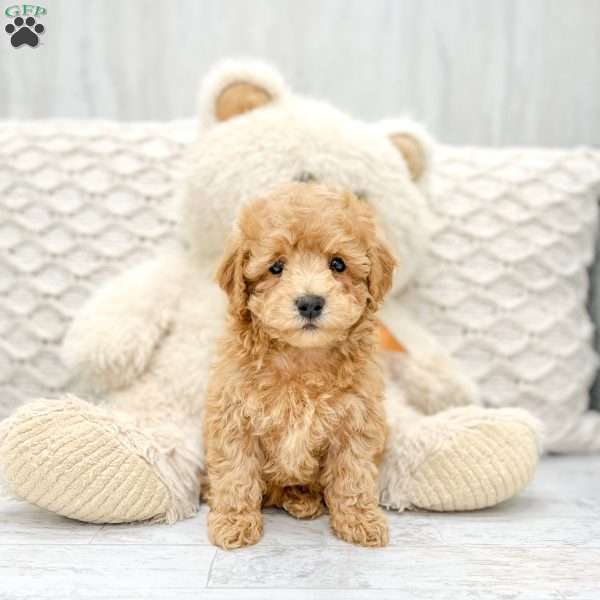 Charlie, Toy Poodle Puppy