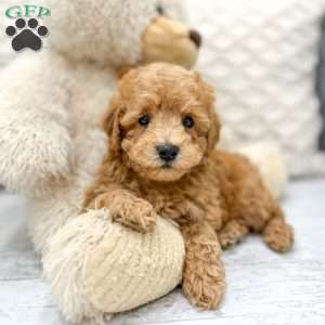 Charlie, Toy Poodle Puppy