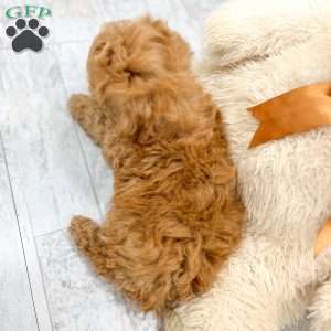 Charlie, Toy Poodle Puppy
