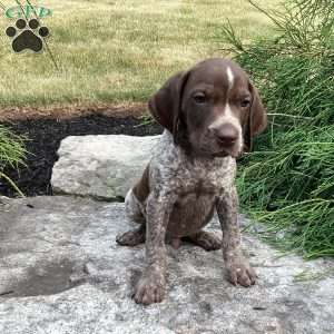 German Shorthaired Pointer Puppies For Sale - Greenfield Puppies