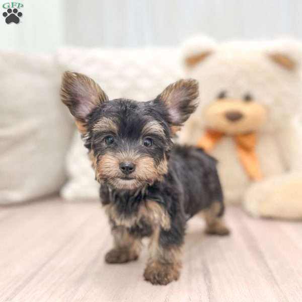 Travis, Yorkie-Chon Puppy