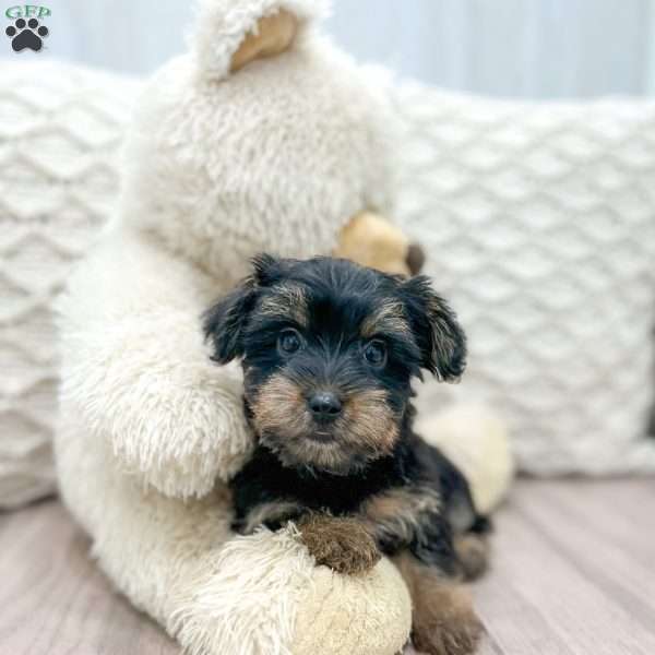 Brianna, Yorkie-Chon Puppy