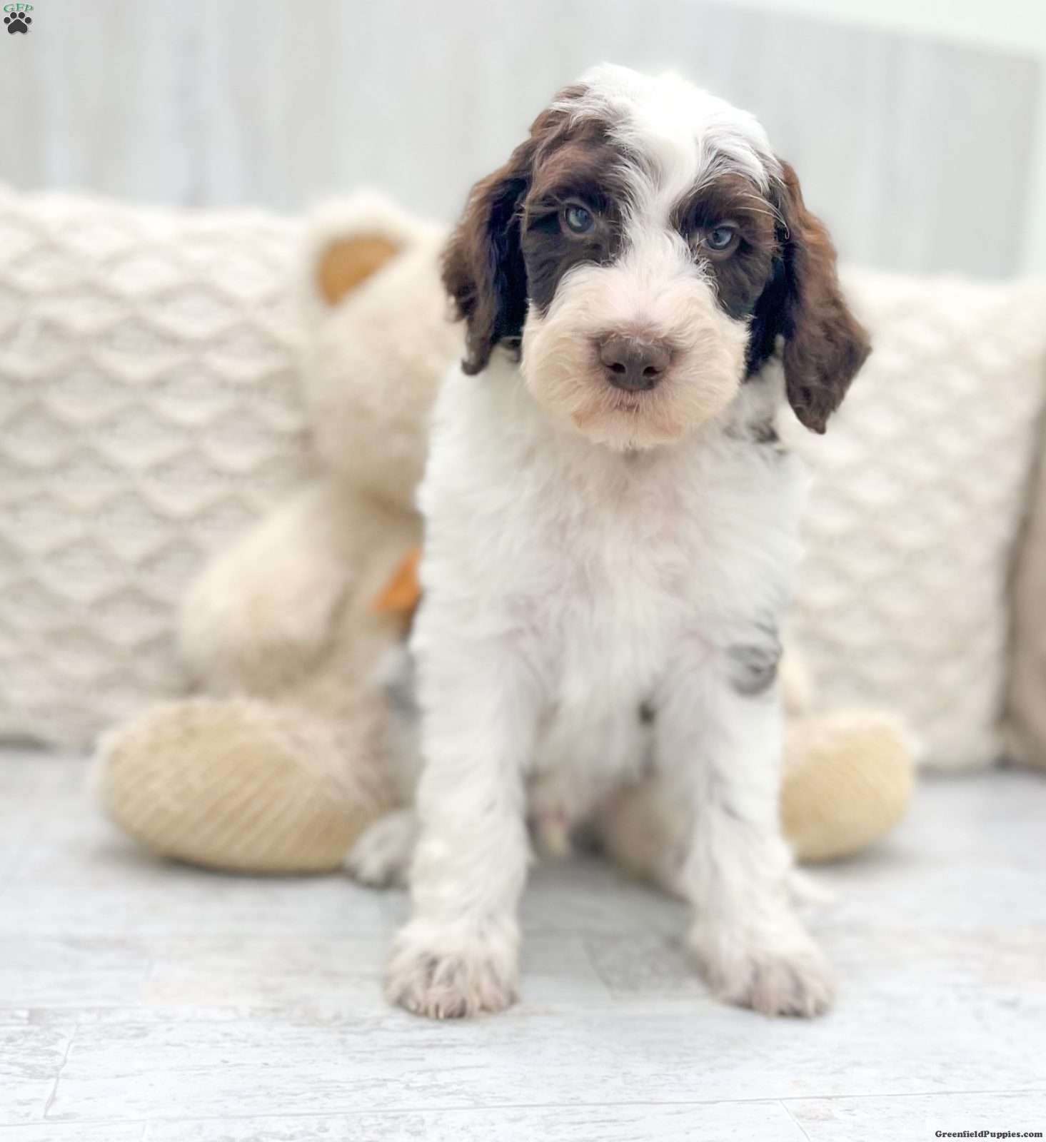 Rambo - Saint Berdoodle Puppy For Sale in Ohio