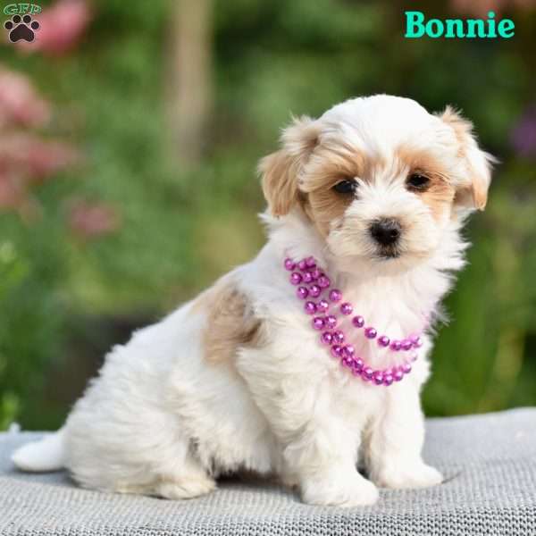 Bonnie, Morkie-Poo Puppy