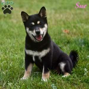 Shiba Inu Puppies For Sale | Greenfield Puppies