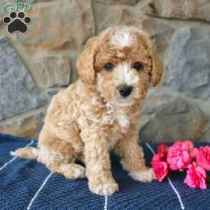 Joel Stoltzfus - Greenfield Puppies