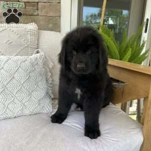 Newfoundland Puppies for Sale - Greenfield Puppies