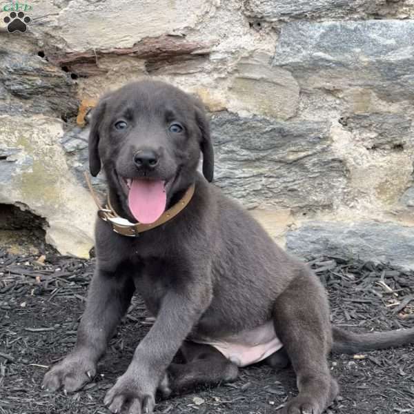 Rocky, Charcoal Labrador Retriever Puppy