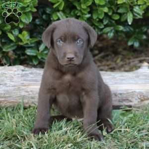 Chocolate Labrador Retriever Puppies For Sale - Greenfield Puppies