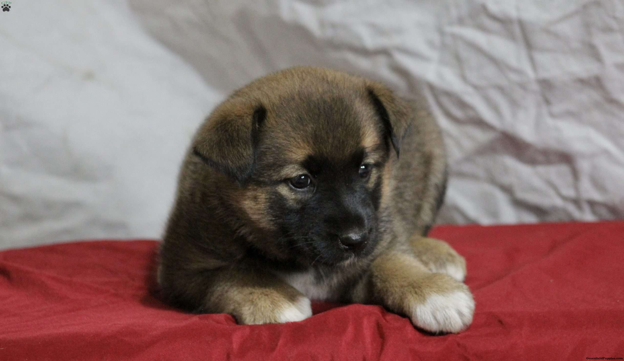 Sandy Norwegian Elkhound Mix Puppy For Sale in Virginia