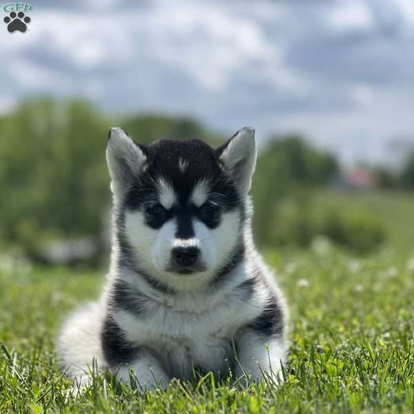 Patty, Alaskan Malamute Puppy
