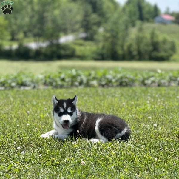 Paula, Alaskan Malamute Puppy