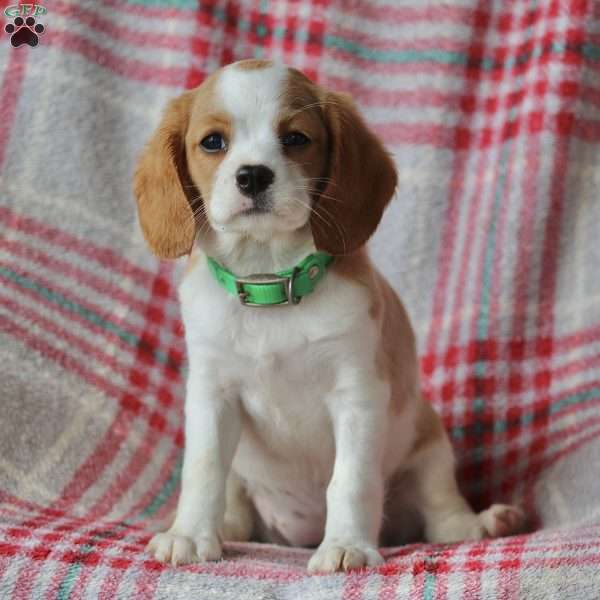 Lilly, Beaglier Puppy