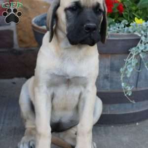 how much does an english mastiff puppy cost