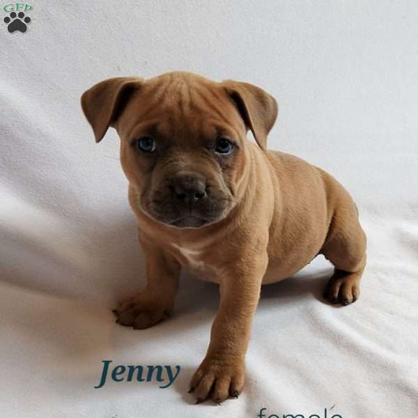 Jenny, American Bully Puppy