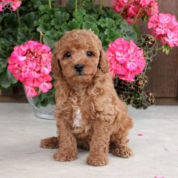Jerome, Toy Poodle Puppy