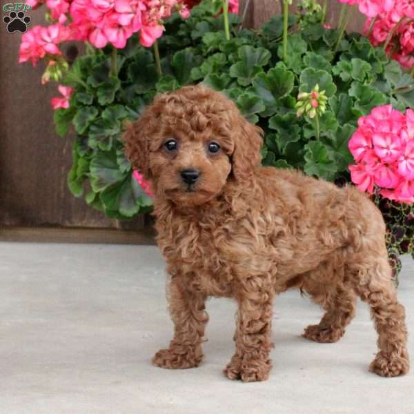 Justin, Toy Poodle Puppy