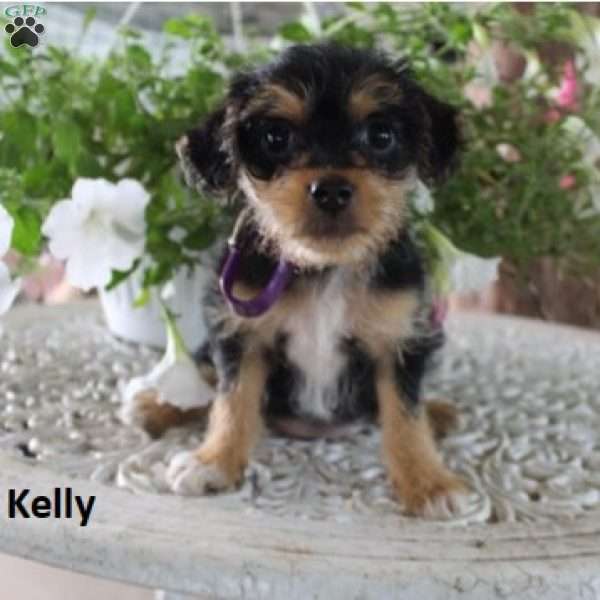 Kelly, Maltese Mix Puppy