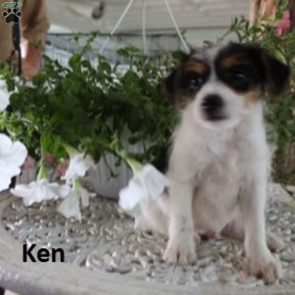 Ken, Maltese Mix Puppy