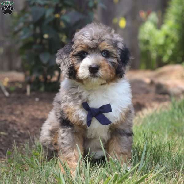 King - Mini Bernedoodle Puppy For Sale in Ohio