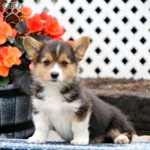 Pembroke Welsh Corgi Puppies for Sale - Greenfield Puppies