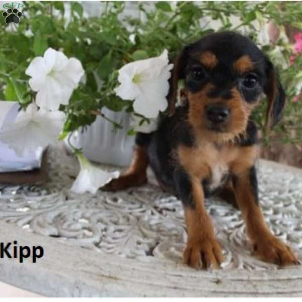 Kipp, Maltese Mix Puppy